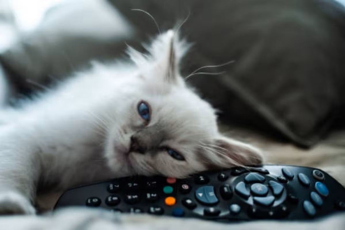 Hoy Día Internacional del Gato, te recomendamos estas películas imperdibles para celebrar junto a tu michi