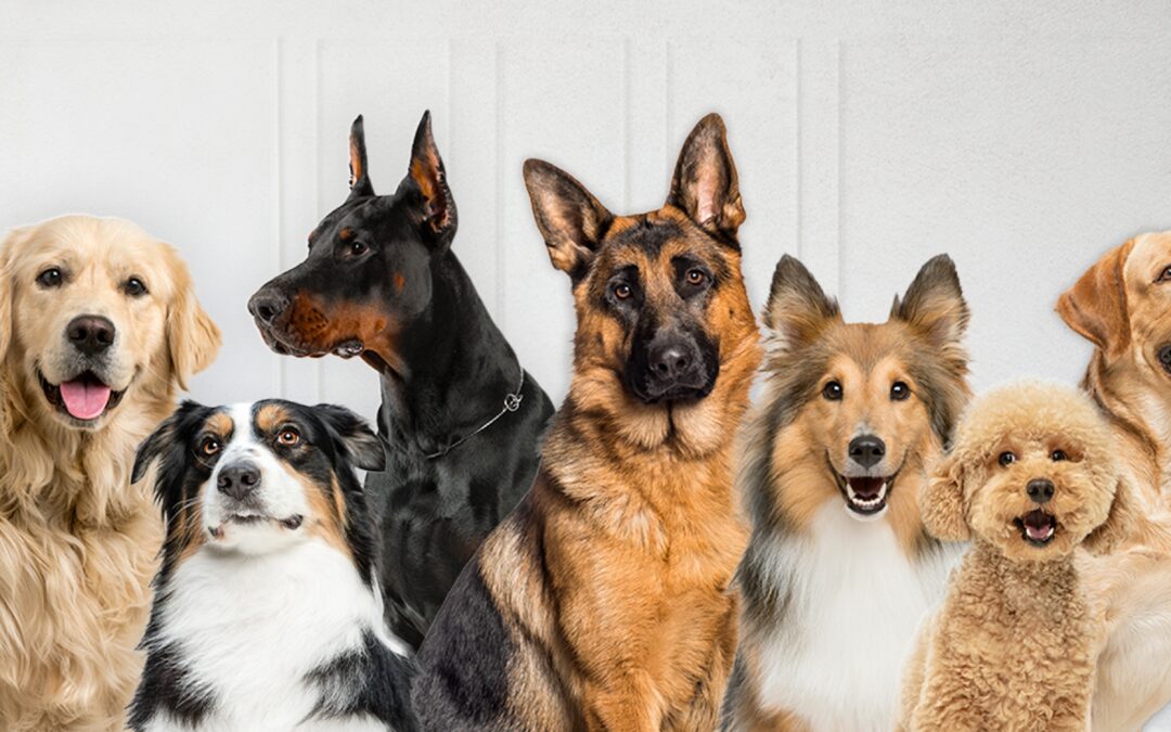 ¿Tu perro entiende tus emociones? La ciencia dice que sí