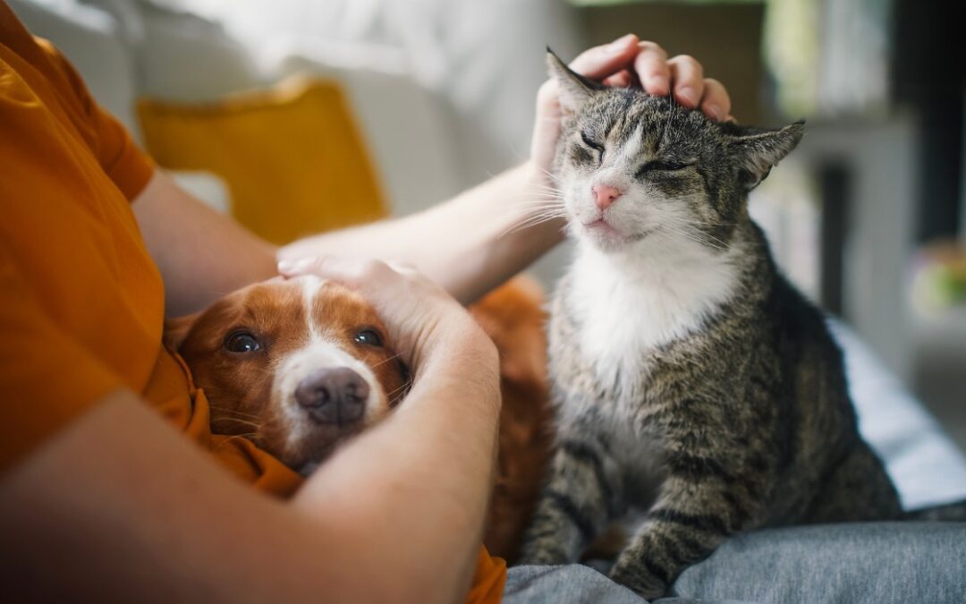 Cinco beneficios comprobados de convivir con mascotas