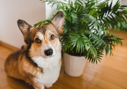 6 plantas peligrosas para tu mascota que no deberías tener en casa