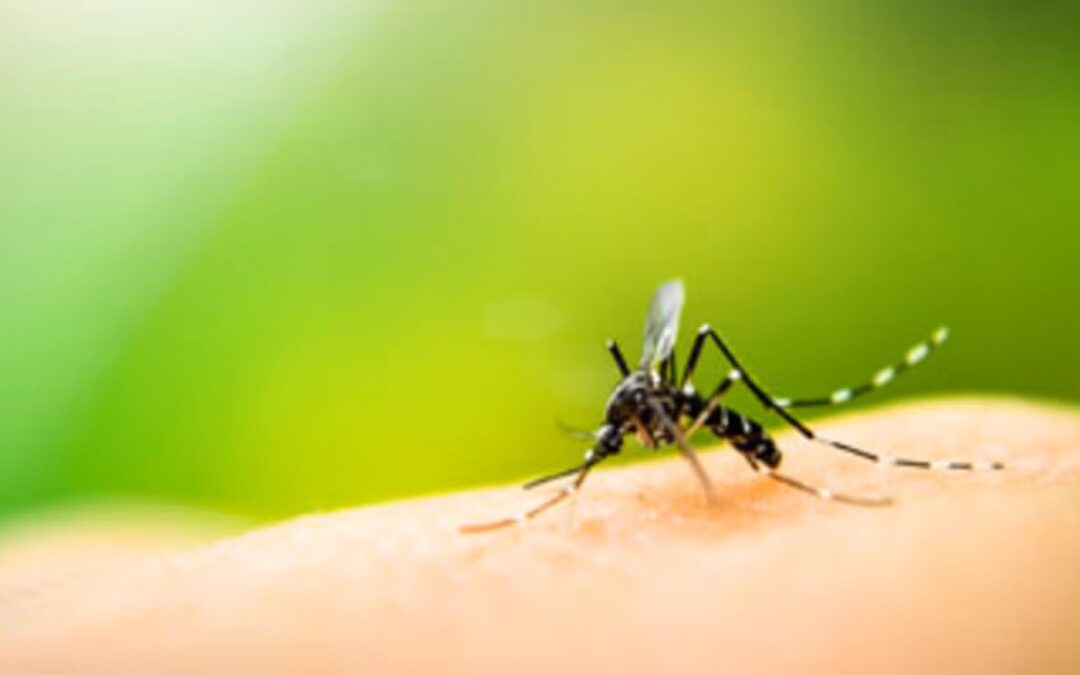 Casos de dengue en Centroamérica superan los 64 mil en 2025, pese a una reducción del 70 %