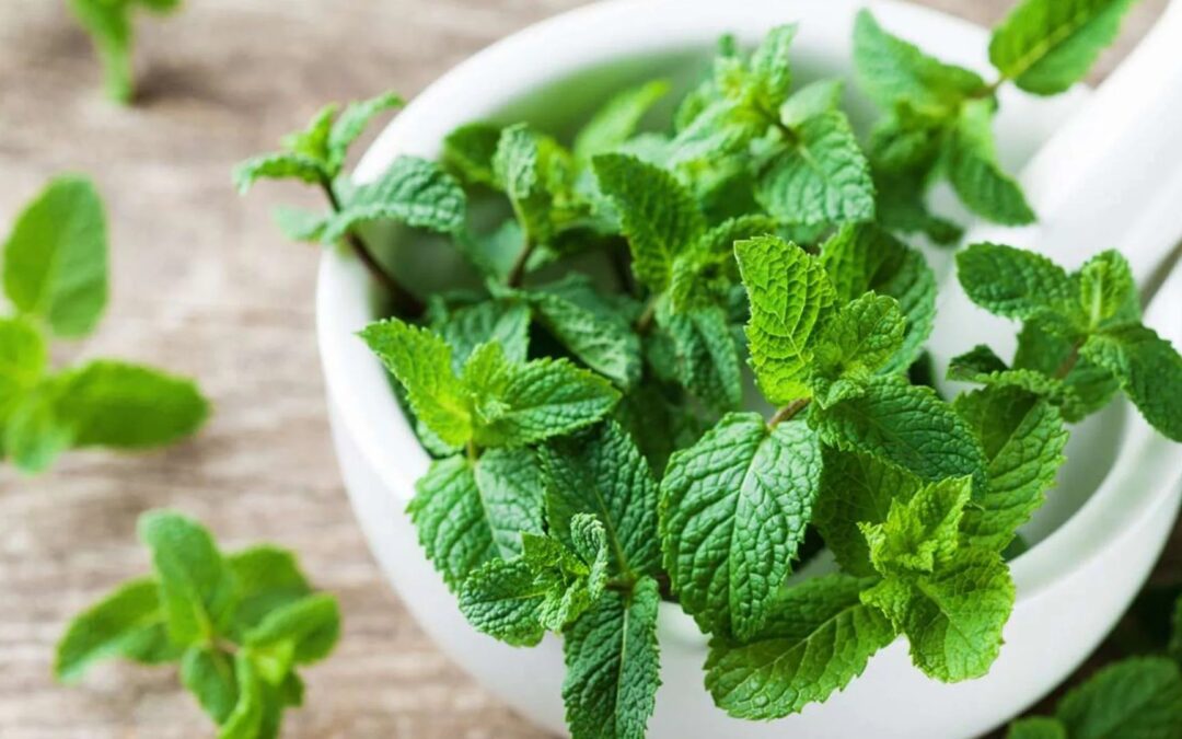 Conoce las propiedades curativas de la menta y cómo usarlas en casa
