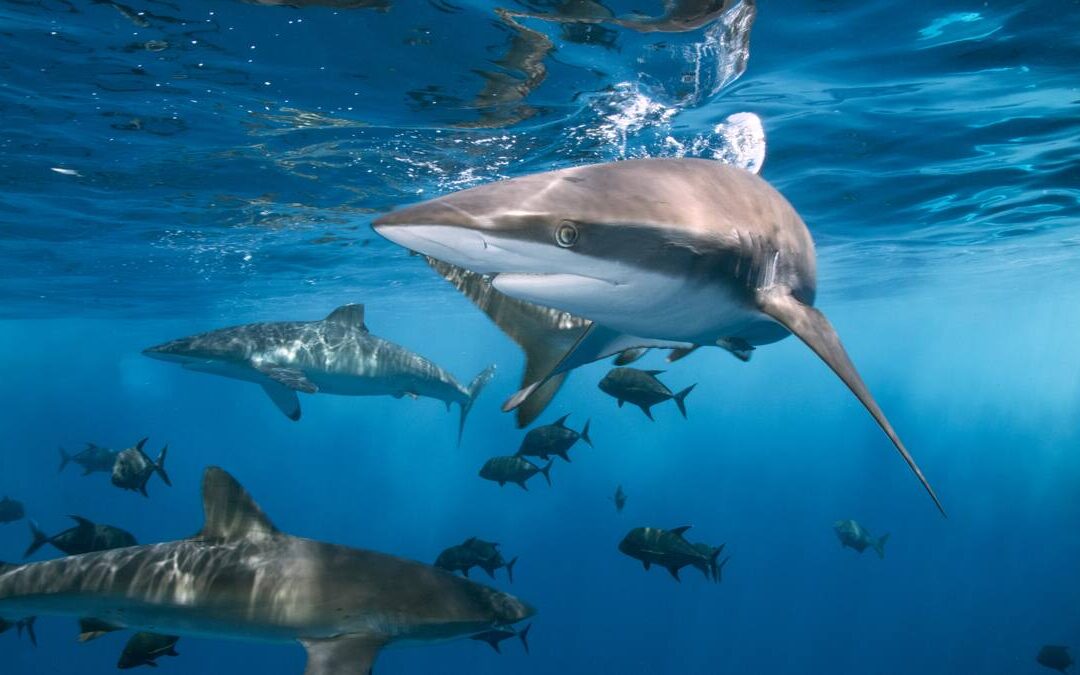 Tiburón ataca a turistas suizos en Australia: una víctima mortal y un herido grave